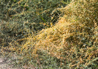 yellow grass on the nature of the parasite