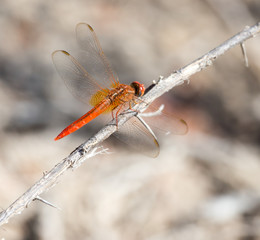 dragonfly on nature