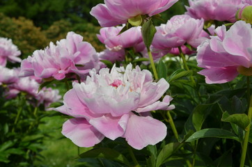 Beautiful peony flowers 