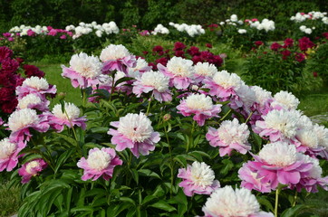Beautiful peony flowers 