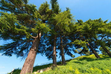 Cedars of Lebanon - Cedrus Libani / Group of cedars of Lebanon (cedrus libani) in the hill on blue...