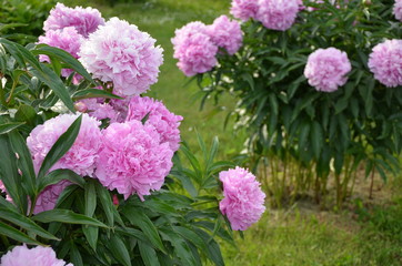 Beautiful peony flowers 