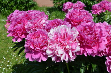 Beautiful peony flowers 