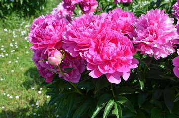 Beautiful peony flowers 