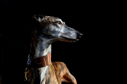 Galgo Espanol