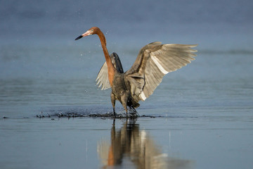 Reddish egret (Egretta rufescens)