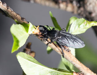 black fly on a tree. close-up