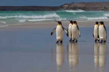 Keuken foto achterwand Pinguïn Koningspinguïns (Aptenodytes patagonicus) op een zandstrand bij Volunteer Point op de Falklandeilanden.
