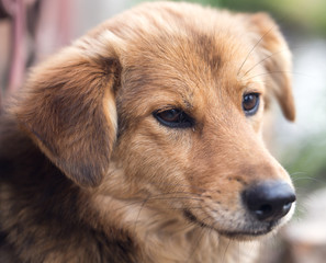 Obraz premium Portrait of a dog on the nature