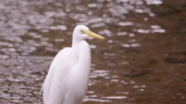 Static shot of white egret looking bird with rippling water in background.