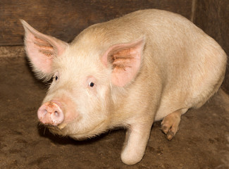portrait of a pig farm