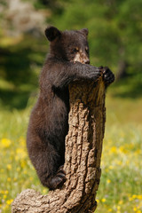 Baby American black bear