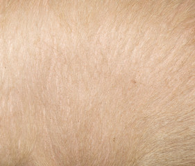 pig skin as a background