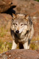Fototapeta premium Gray wolf (Canis lupus)