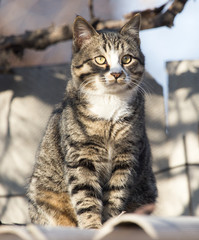 cat on the roof of a house on nature
