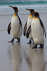 Fototapeta premium King Penguins (Aptenodytes patagonicus) on a sandy beach at Volunteer Point in the Falkland Islands. 