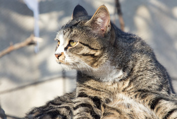 cat on the roof of a house on nature