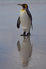 Fototapeta na wymiar King Penguin (Aptenodytes patagonicus) on a sandy beach at Volunteer Point in the Falkland Islands. 