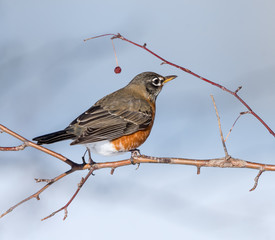 American Robin in Winter