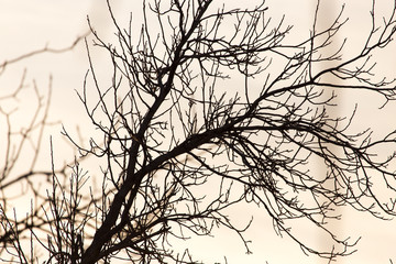 bare branches of a tree at sunrise sun