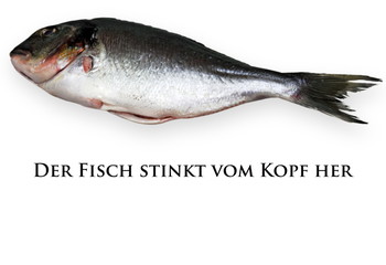 Der Fisch stinkt vom Kopf her