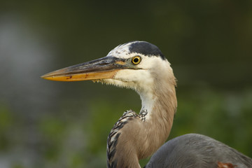 Portrait of Great blue heron