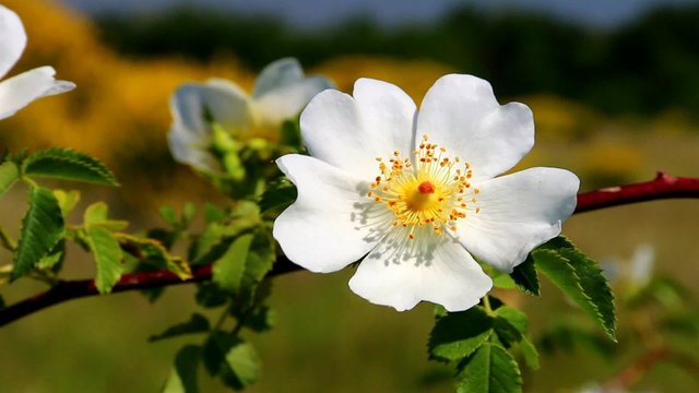 Fleur d'&eacute;glantier dans le vent
