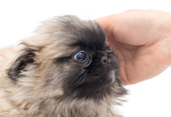 Puppy in hand on a white background