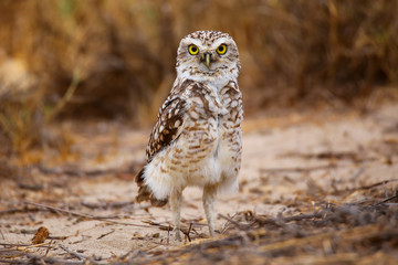 Burrowing owl standing on the ground, Huacachina, Peru