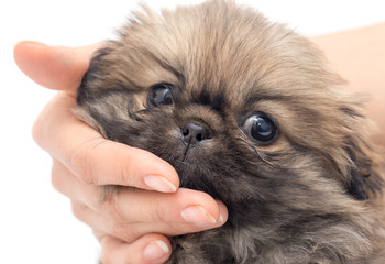 Puppy in hand on a white background