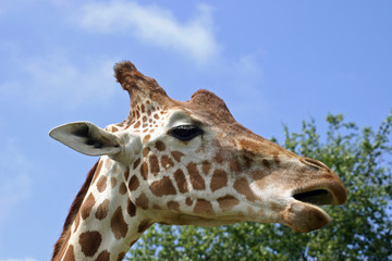 Giraffe with mouth open