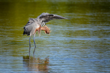 Reddish egret (Egretta rufescens)