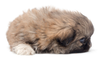 Beautiful little fluffy puppy on a white background