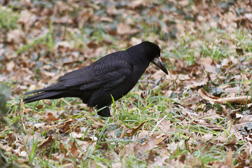 Black crow searching for food. Common crow