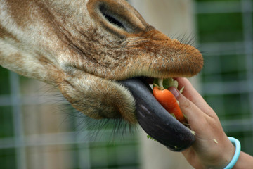 Feeding giraffe carrots by hand