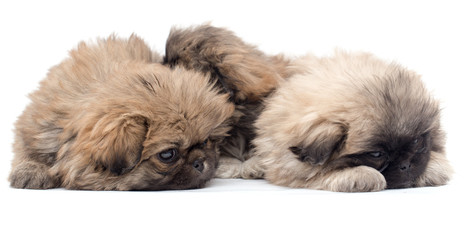 two beautiful fluffy little puppy on a white background