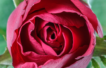 Fototapeta na wymiar Red roses Beautiful flowers, Closeup