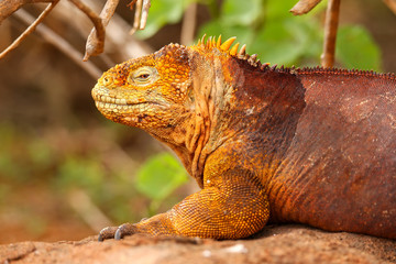 Galapagos Land Iguana on North Seymour island, Galapagos Nationa