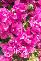 Magenta color bougainvillaea in blossom.