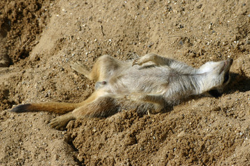 Obraz premium Meerkat asleep