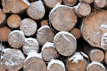 Fototapeta premium Winter wood logs
