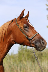 Head shot of a beautiful curious arabian stallion