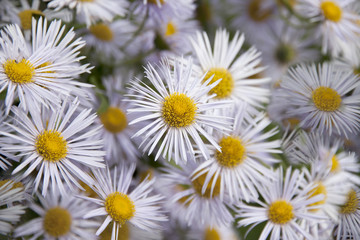 Obraz premium Floral background of chrysanthemums.
