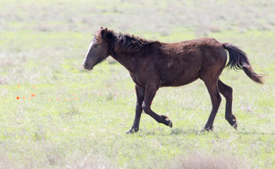 Fototapeta na wymiar a horse in a pasture in nature