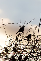 bird sparrows on a tree at sunrise sun