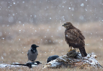 Common buzzard (Buteo buteo) in a snowstorm in the meadow