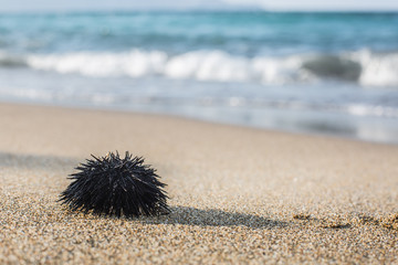 Urchin  at the coast line.
