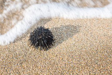 Urchin  at the coast line.