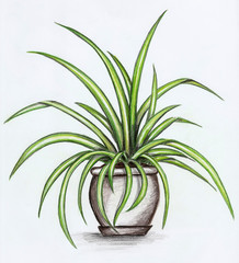 Zimmerlilie © Amelie Petzin