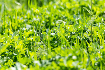 Clover grass outdoors